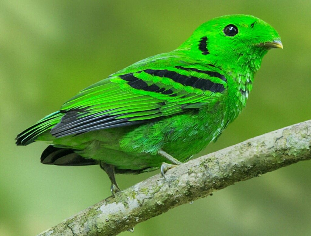 Green broadbill perched in Bwindi forest