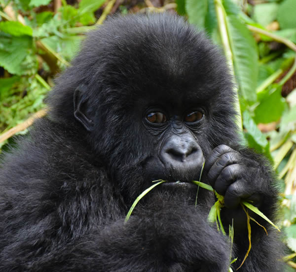 Young mountain gorilla in Bwindi Impenetrable Forest